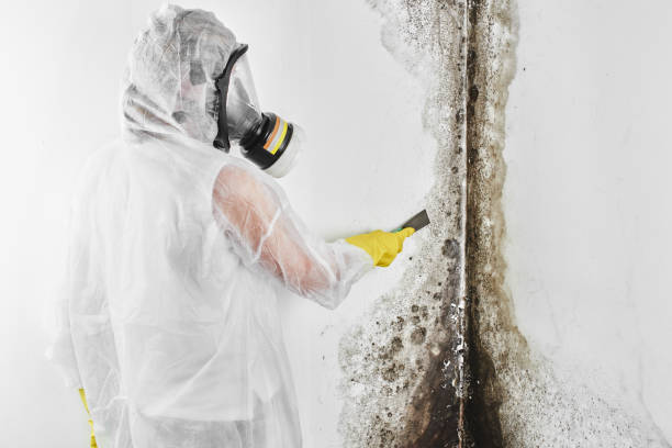 Office Mold Removal Services in Hobbs, NM