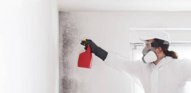 Mold Removal Process in Hobbs, NM